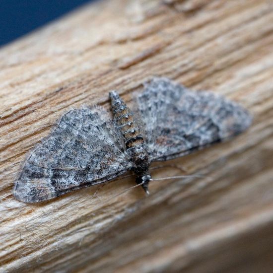 Rotgebänderter Blütenspanner: Tier im Habitat Garten in der NatureSpots App