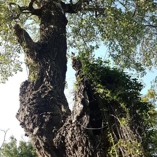 Grau-Erle: Pflanze im Habitat Auwald in der NatureSpots App