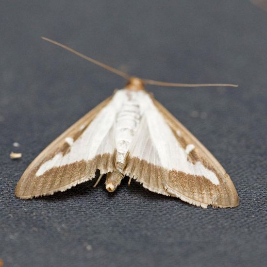 Buchsbaumzünsler: Tier im Habitat Garten in der NatureSpots App