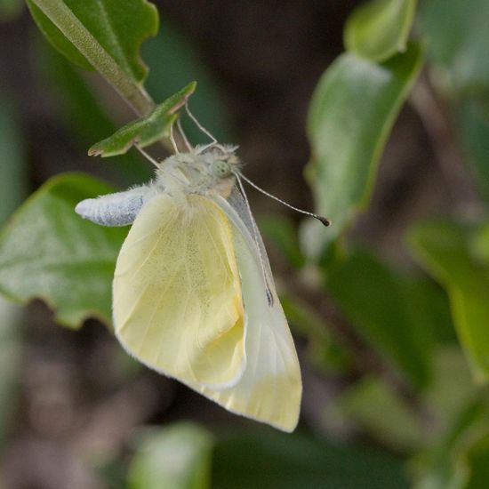 Kleiner Kohlweißling: Tier im Habitat Garten in der NatureSpots App