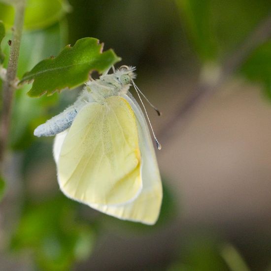 Kleiner Kohlweißling: Tier im Habitat Garten in der NatureSpots App