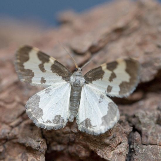 Vogelschmeiß-Spanner: Tier in der Natur in der NatureSpots App