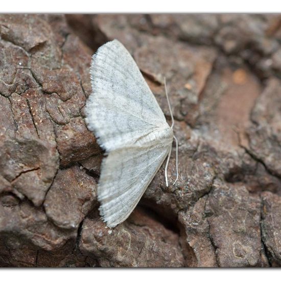 Idaea subsericeata: Animal in habitat Garden in the NatureSpots App