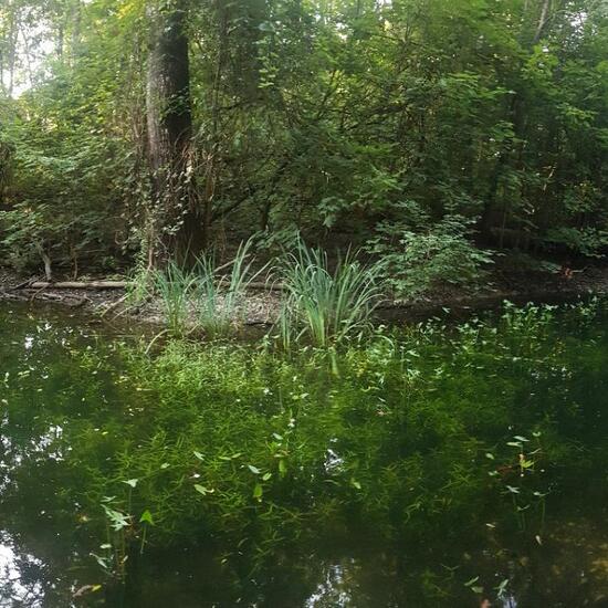 Landschaft: Süßwasser im Habitat Teich in der NatureSpots App