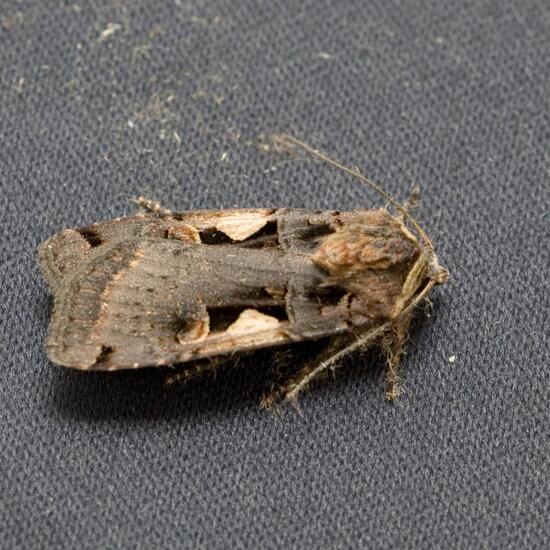 Setaceous Hebrew character: Animal in habitat City and Urban in the NatureSpots App