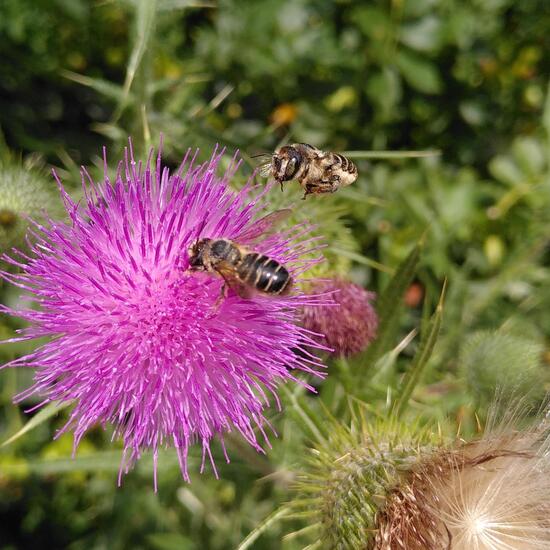 Megachile centuncularis: Tier im Habitat Zoo/Gehege in der NatureSpots App