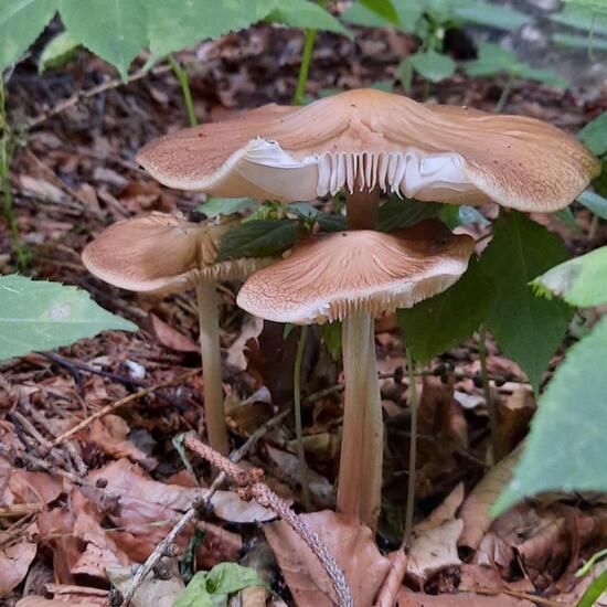 Grubiger Wurzelrübling: Pilz im Habitat Wald in der NatureSpots App
