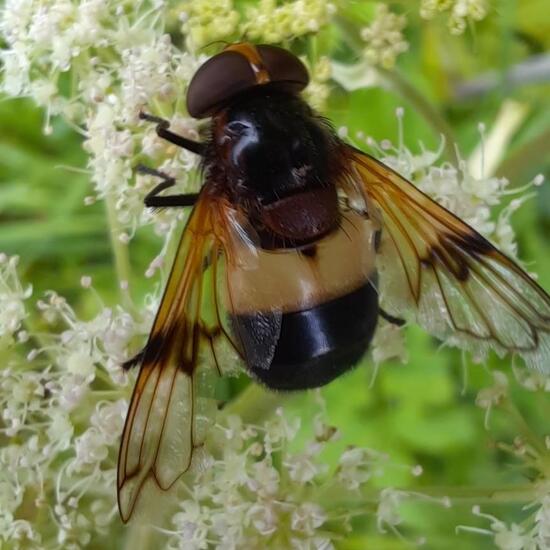 Gemeine Waldschwebfliege: Tier im Habitat Wald in der NatureSpots App