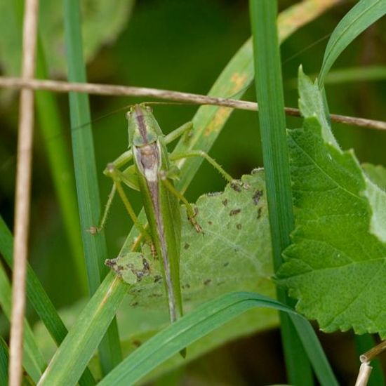 Tettigonia viridissima: Animal in habitat Natural Meadow in the NatureSpots App