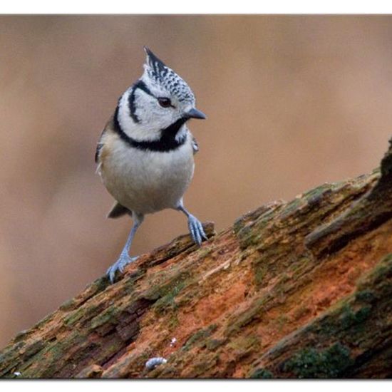 European Crested Tit: Animal in habitat Forest in the NatureSpots App