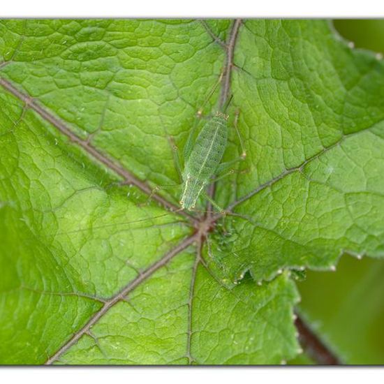 Speckled bush-cricket: Animal in habitat Natural Meadow in the NatureSpots App