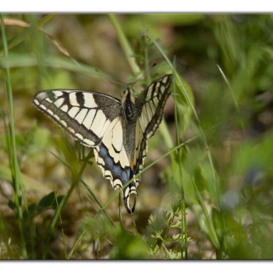 Schwalbenschwanz: Tier im Habitat Naturnahe Wiese in der NatureSpots App