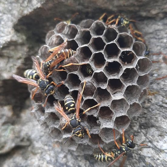 Berg-Feldwespe: Tier im Habitat Naturnahe Wiese in der NatureSpots App