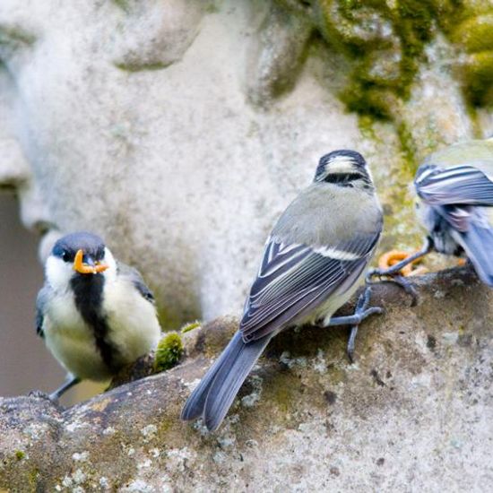 Kohlmeise: Tier im Habitat Garten in der NatureSpots App