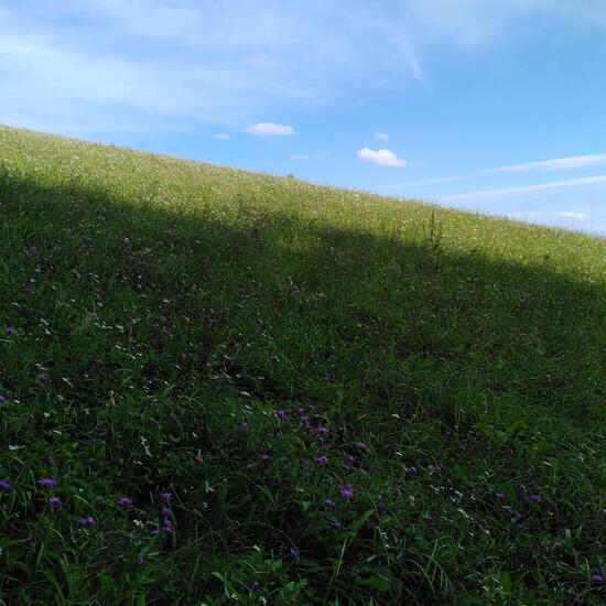 Landschaft: Grasland und Büsche im Habitat Naturnahe Wiese in der NatureSpots App