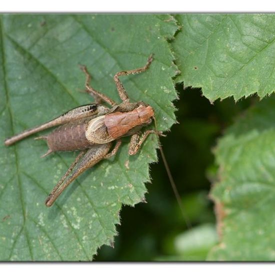 Gemeine Strauchschrecke: Tier im Habitat Naturnahe Wiese in der NatureSpots App