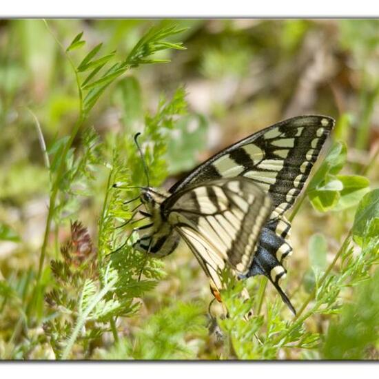 Papilio machaon: Animal in habitat Natural Meadow in the NatureSpots App