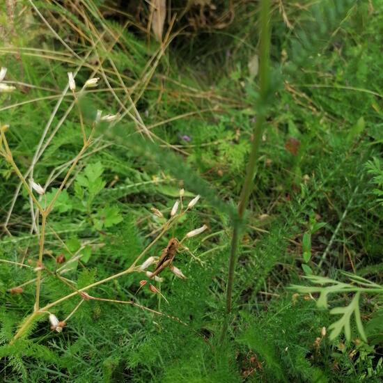 Heuschrecken: Tier im Habitat Garten in der NatureSpots App