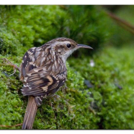 Short-toed Treecreeper: Animal in habitat Forest in the NatureSpots App