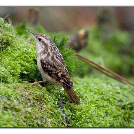 Gartenbaumläufer: Tier im Habitat Wald in der NatureSpots App