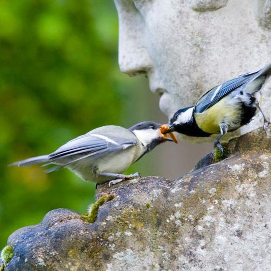 Kohlmeise: Tier im Habitat Garten in der NatureSpots App