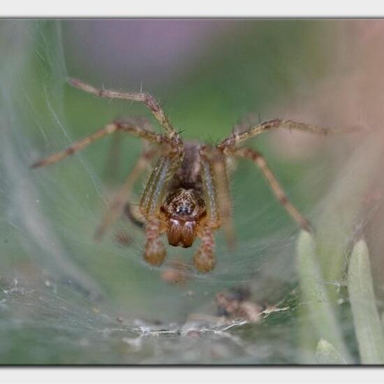 Allagelena gracilens: Tier im Habitat Garten in der NatureSpots App