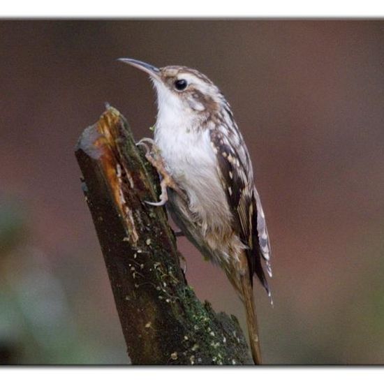 Short-toed Treecreeper: Animal in habitat Forest in the NatureSpots App