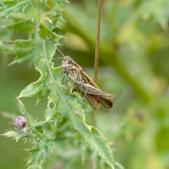 Common field grasshopper: Animal in habitat Natural Meadow in the NatureSpots App