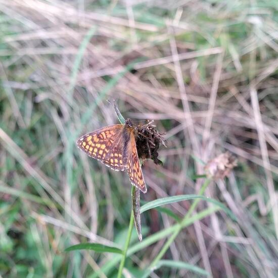 Melitaea phoebe: Animal in habitat Natural Meadow in the NatureSpots App