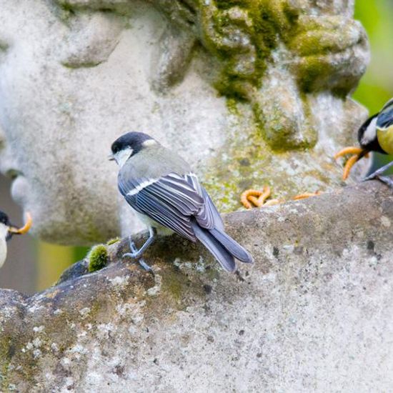 Kohlmeise: Tier im Habitat Garten in der NatureSpots App