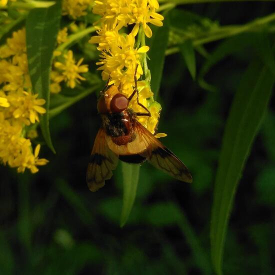 Volucella pellucens: Animal in habitat Riparian forest in the NatureSpots App