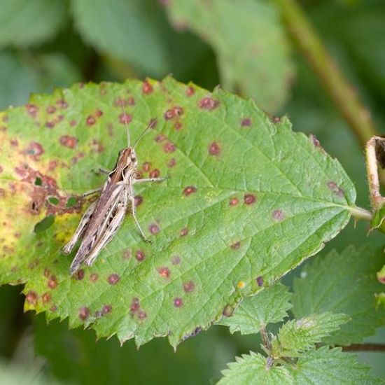 Nachtigall-Grashüpfer: Tier im Habitat Naturnahe Wiese in der NatureSpots App