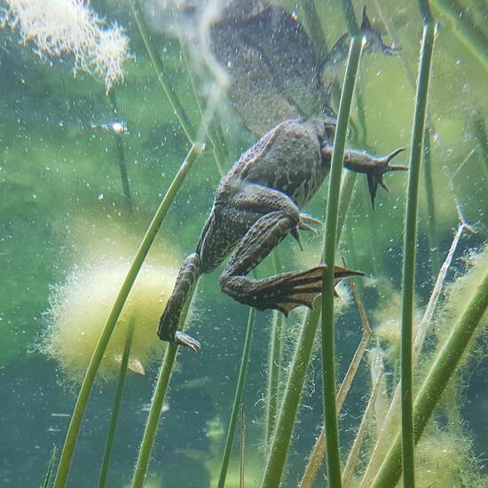 Wasserfrösche: Tier im Habitat Zoo/Gehege in der NatureSpots App