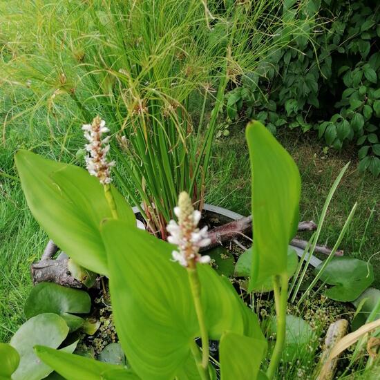 Landschaft: Stadt und Garten im Habitat Garten in der NatureSpots App