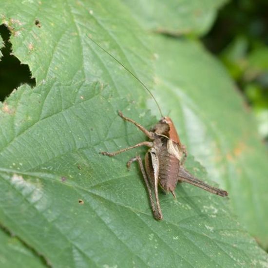 Dark bush-cricket: Animal in habitat Natural Meadow in the NatureSpots App