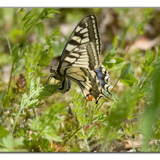 Papilio machaon: Animal in nature in the NatureSpots App