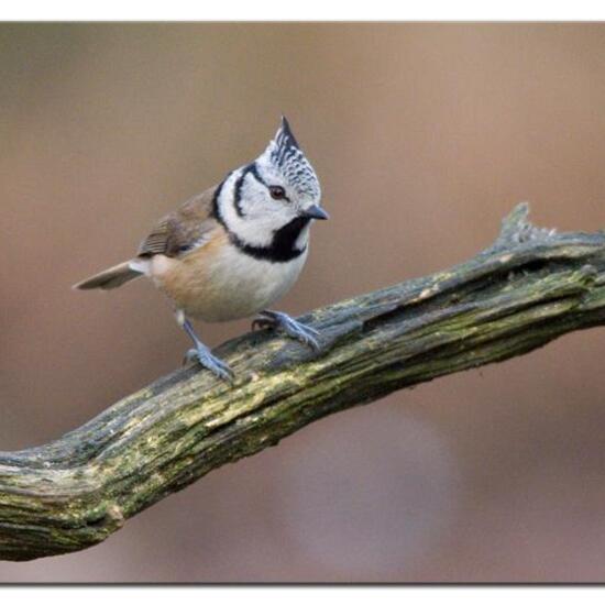 European Crested Tit: Animal in habitat Forest in the NatureSpots App