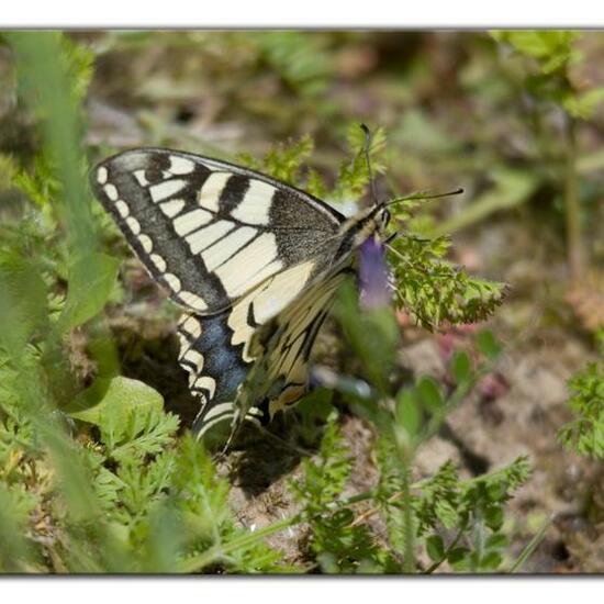 Papilio machaon: Animal in habitat Natural Meadow in the NatureSpots App