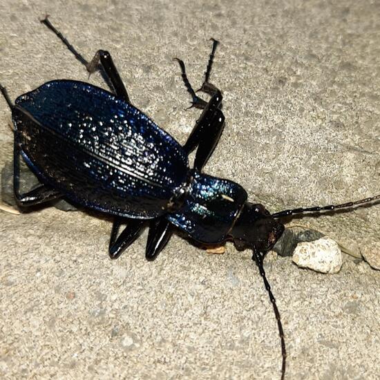 Carabus problematicus: Animal in nature in the NatureSpots App