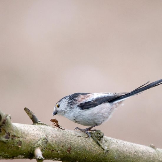 Schwanzmeise: Tier im Habitat Hinterhof in der NatureSpots App