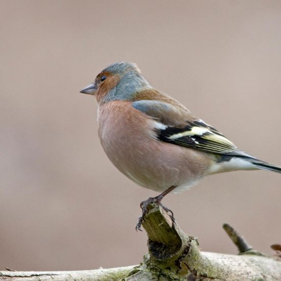 Buchfink: Tier im Habitat Hinterhof in der NatureSpots App