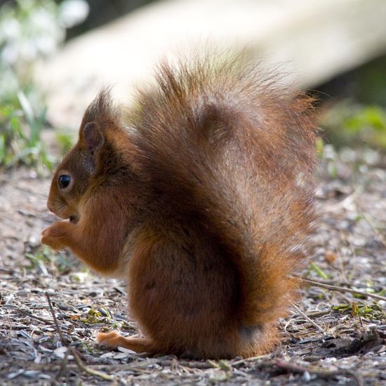 Eurasisches Eichhörnchen: Tier im Habitat Hinterhof in der NatureSpots App