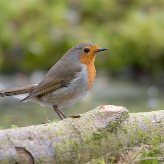 European robin: Animal in habitat Backyard in the NatureSpots App