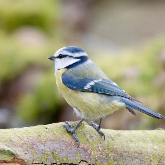 Cyanistes caeruleus: Animal in habitat Backyard in the NatureSpots App