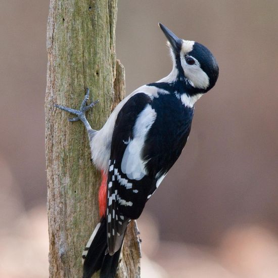 Buntspecht: Tier im Habitat Hinterhof in der NatureSpots App