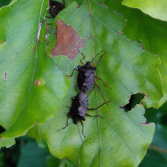 Rotbeinige Baumwanze: Tier im Habitat Wald der gemäßigten Breiten in der NatureSpots App