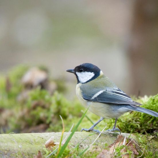 Great Tit: Animal in habitat Backyard in the NatureSpots App