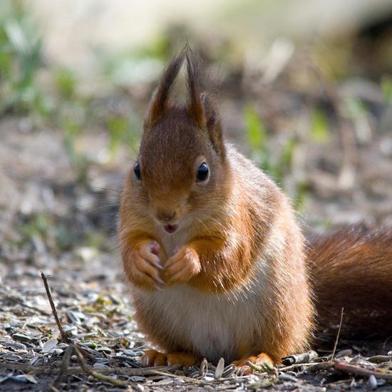 Eurasisches Eichhörnchen: Tier im Habitat Hinterhof in der NatureSpots App