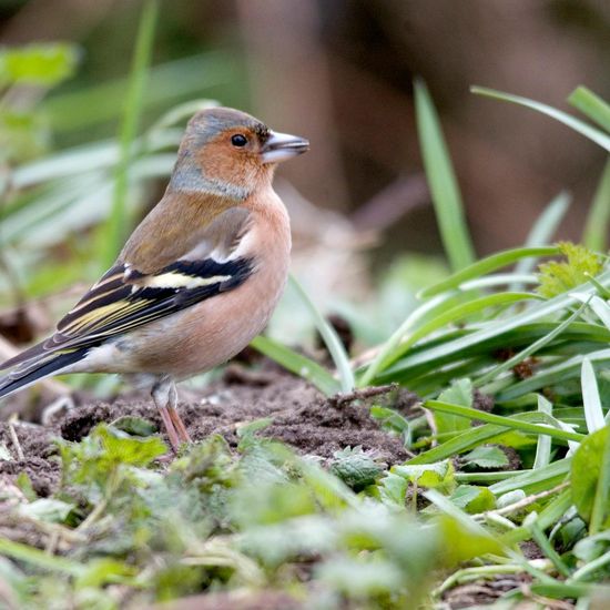 Common Chaffinch: Animal in habitat Backyard in the NatureSpots App