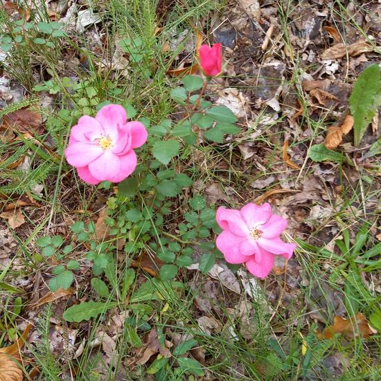 Rosa carolina: Plant in habitat Road or Transportation in the NatureSpots App